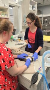 A student aids a veterinarian as she cleans up an injured cat.