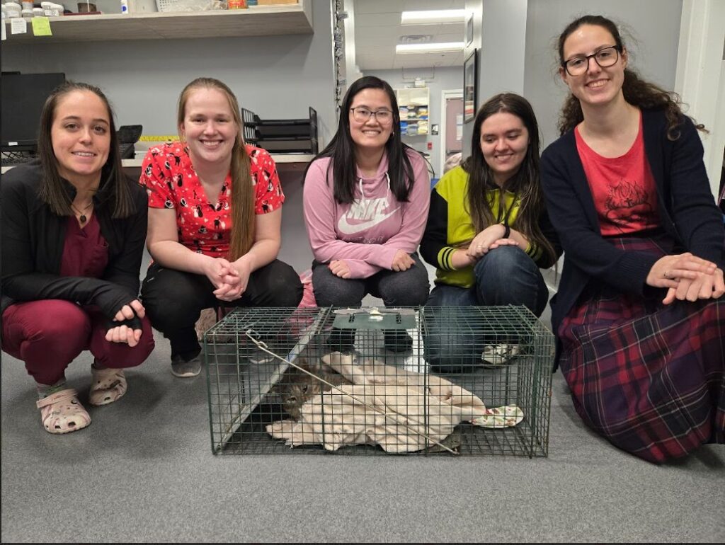 A vet tech, veterinarian and biology students gathered around a cage of a cat they just helped to treat.