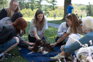 Group of people sitting on a blanket in a park, gently petting two brown poodles.