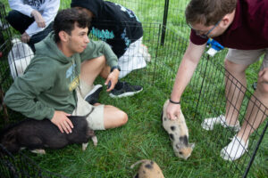 Group of young adults in a grassy yard inside a small metal pen, one man in a green hoodie pets a pig while others watch nearby.