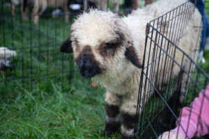Sheep with a dirty woolly coat inside a metal pen on green grass, looking downward
