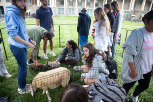 Group of students gathered around a small animal pen,petting and observing fluffy lambs outside on a grassy campus lawn