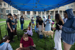 Group of people under a blue canopy in a grassy yard, tending to small animals in fenced pens (sheep) at an outdoor event.
